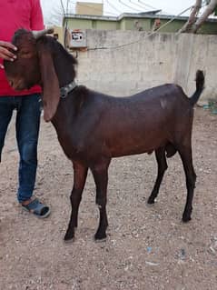 Bakra