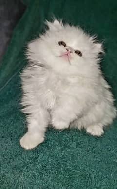 Persian kitten | triple long coated Kittens |  03406947464 WhatsApp