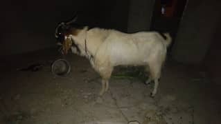 Bakra
