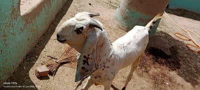 بکرا عید کے لیے