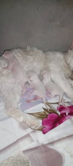 imported cat baby