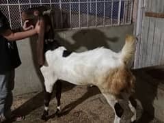 Bakra
