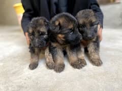 German shepherd puppy