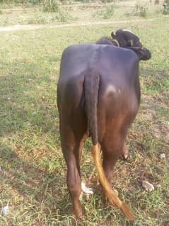 Chotii