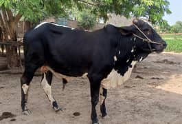 sahiwal bull cholistani l bull | Bachra | Cow | Qurbani Bull | 2 Dant