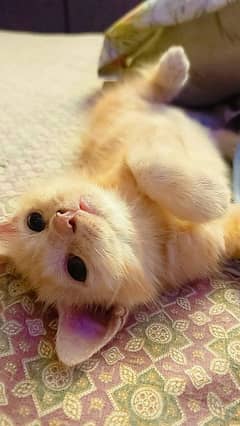 3 month semi Persian kitten female for sell