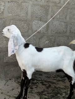 Bakri 2 Daat