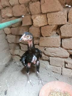 chick for sale
