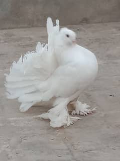 Indiana fantal lackey