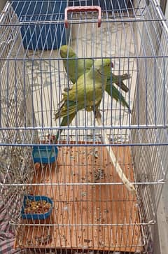 Green Parrots