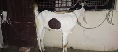 bakra 2 dant hai pka
