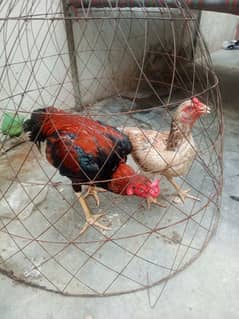 aseel  murga murgi pinjre ke Sath