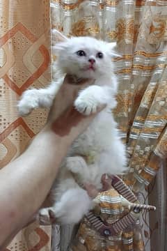 Persian kittens available