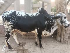 RS=425000