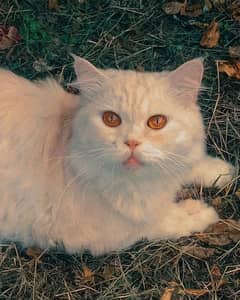 Persian cat for sale