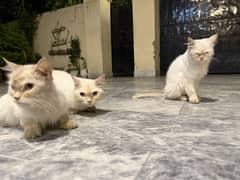 3 persian Cats
