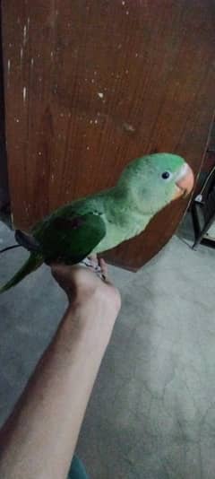 RAW TAM PARROT