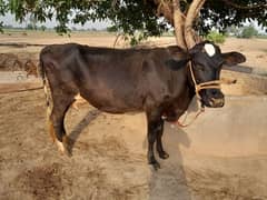 Cow For sale
