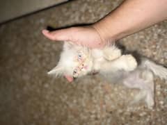 Parsian Male Cat for Sale
