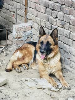 German shepherd female