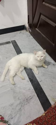 Persian cat for sale
