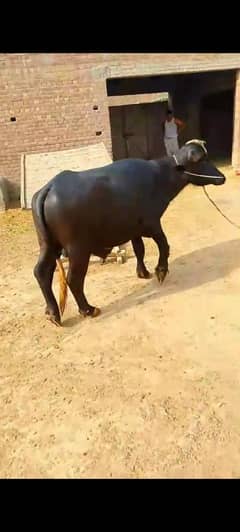 دو دانت کٹا  قربانی کے لئے بیسٹ ھے رابطہ واٹس ایپ نمبر 03219248458