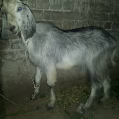 donda Bakra kurbani ka leya