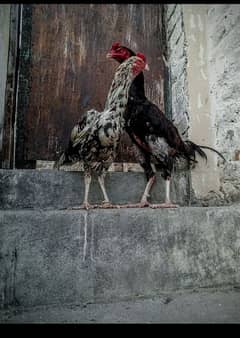 lakha