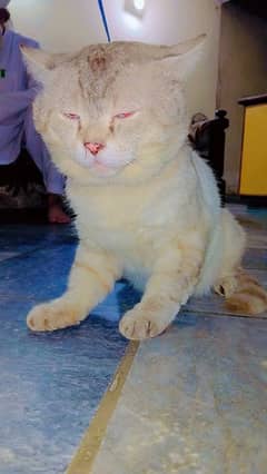 British shorthair  male argent for sale