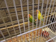 love birds with cage