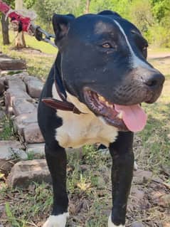 pittbull dog