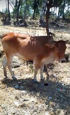 Bull /bachra /wacha /qurbani janwar /desi