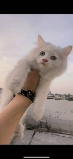 Double Coated Semi Doll Face Persian Cute Kitten