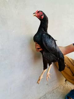 top quality breeder female argent sale eggs da rahi ha