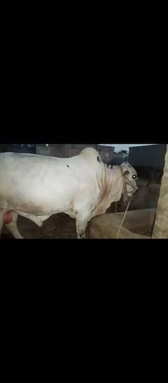 cow