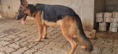 breedr german shepherd female for sale
