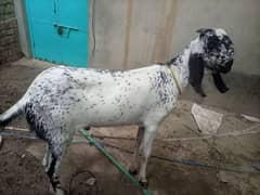 makhi