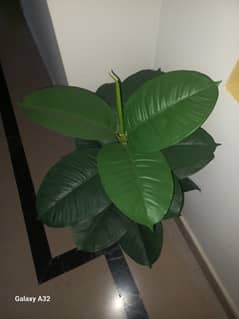 rubber plant and wooden plant pot