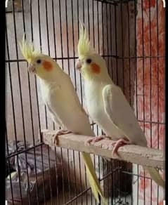 for