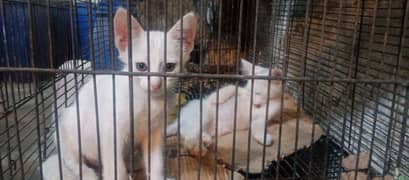 Diamond Eye Full White Kitten Pair