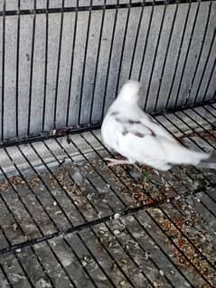 black pied dove breeder male