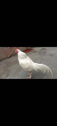 white heera aseel and white bangam male