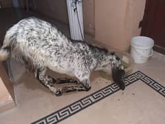 Bakra maakhi cheena 2 dant