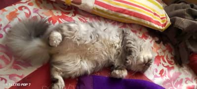 Persian Double Coated Pair