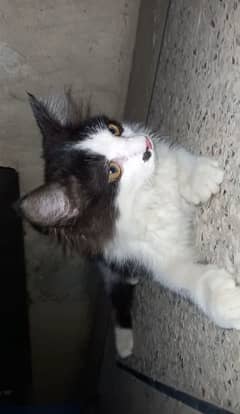 black and white cat