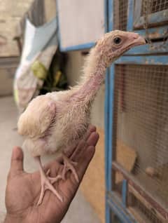 Heera qandhari chick