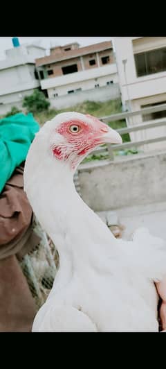 HEERA