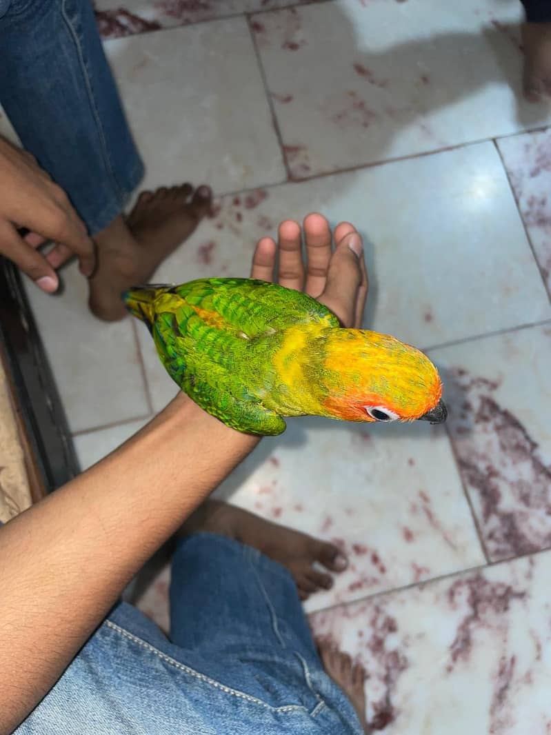 sun conure in red factor and raw 0
