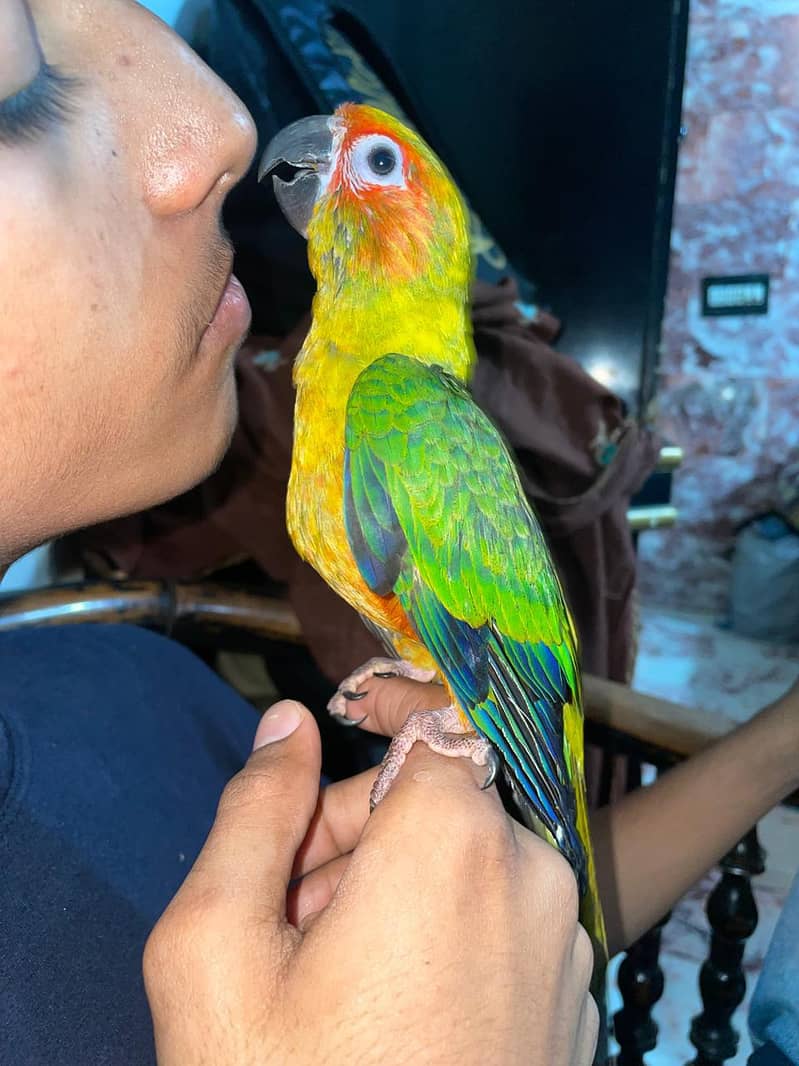 sun conure in red factor and raw 1