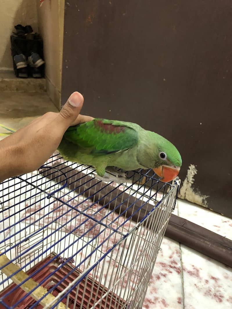 sun conure in red factor and raw 4